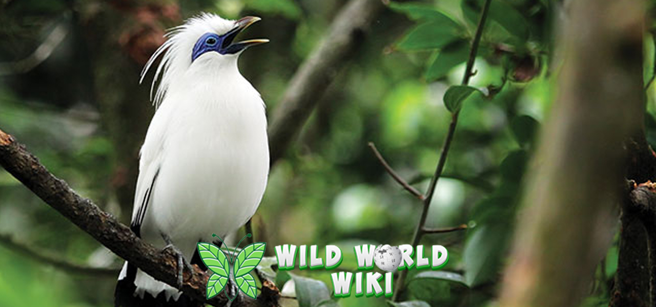 Jalak Bali: Pesona Burung Putih Endemik Pulau Dewata!