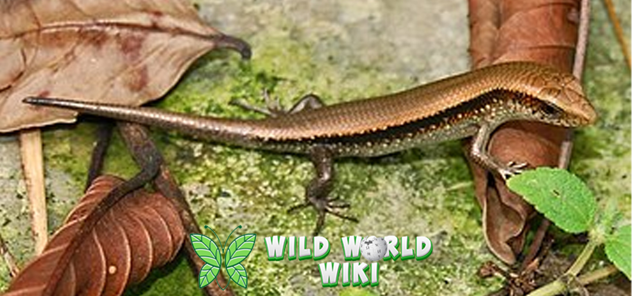 Kadal: Master Kamuflase dan Adaptasi di Berbagai Habitat!