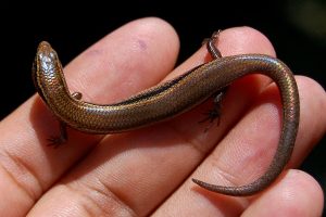 Kadal: Master Kamuflase dan Adaptasi di Berbagai Habitat!