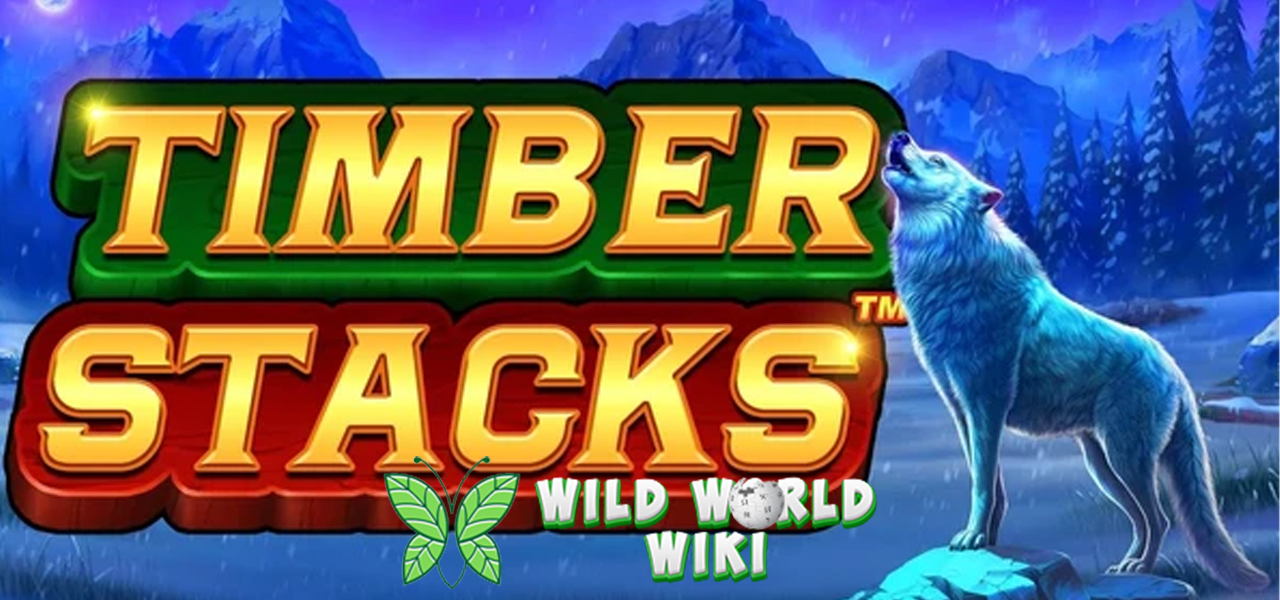 Timber Stacks: Setiap Tumpukan adalah Peluang Kekayaan!