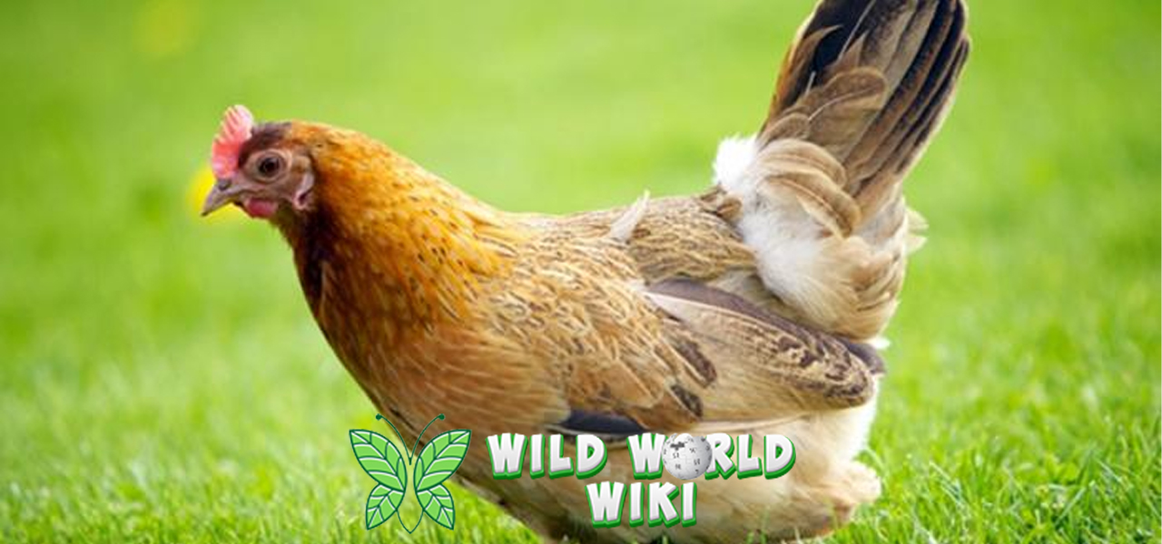 Ayam: Adaptasi dan Peranannya dalam Ekosistem!