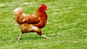 Ayam: Adaptasi dan Peranannya dalam Ekosistem!