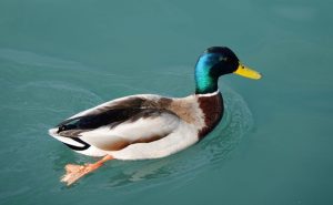 Bebek: Si Penguasa Air dengan Keunikan yang Memikat!