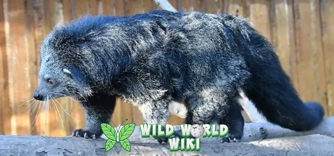 Binturong: Mamalia Misterius dengan Aroma Popcorn!