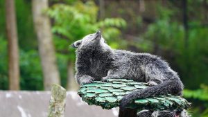 Binturong: Mamalia Misterius dengan Aroma Popcorn!