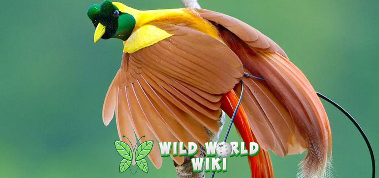 Cenderawasih: Pesona Sang Burung Surga dari Papua!