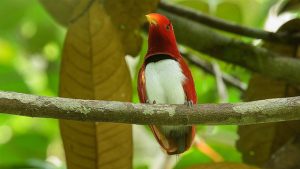 Cenderawasih: Pesona Sang Burung Surga dari Papua!