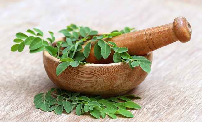 Rahasia Daun Kelor