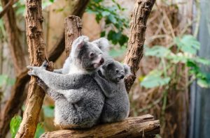 Mengenal Koala