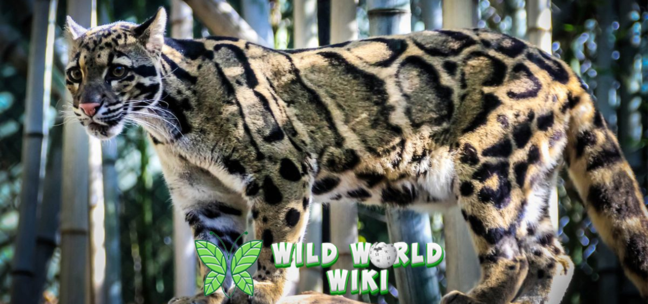 Kucing Hutan Indonesia: Hantu Hutan yang Menawan!