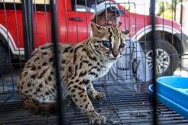 Kucing Hutan Indonesia: Hantu Hutan yang Menawan!