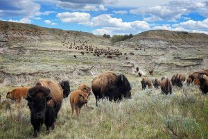 Hewan Bison