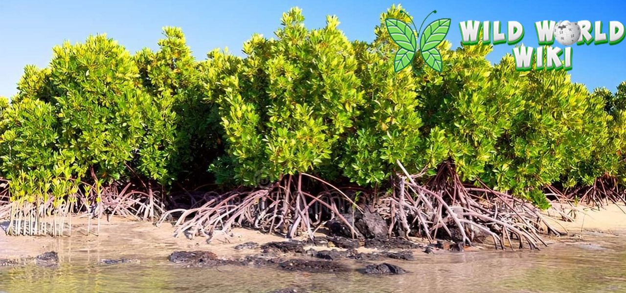 Adaptasi Unik Tumbuhan Bakau terhadap Lingkungan Pantai!