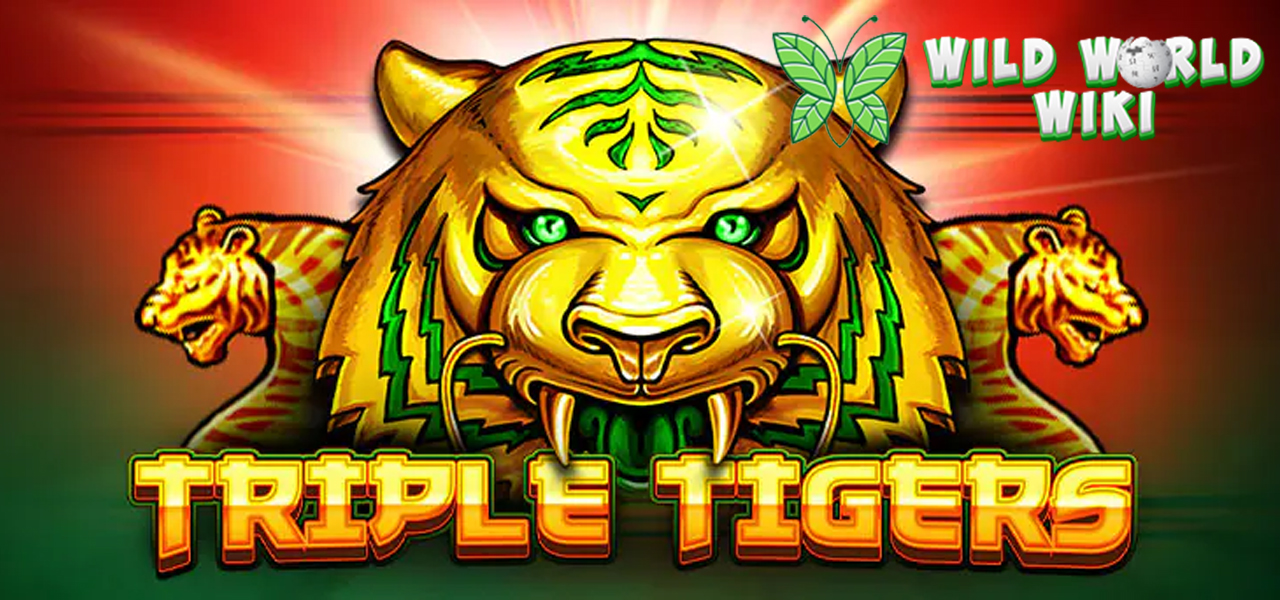 Tiga Macan Mengamuk: Slot Triple Tigers Bikin Untung Besar!