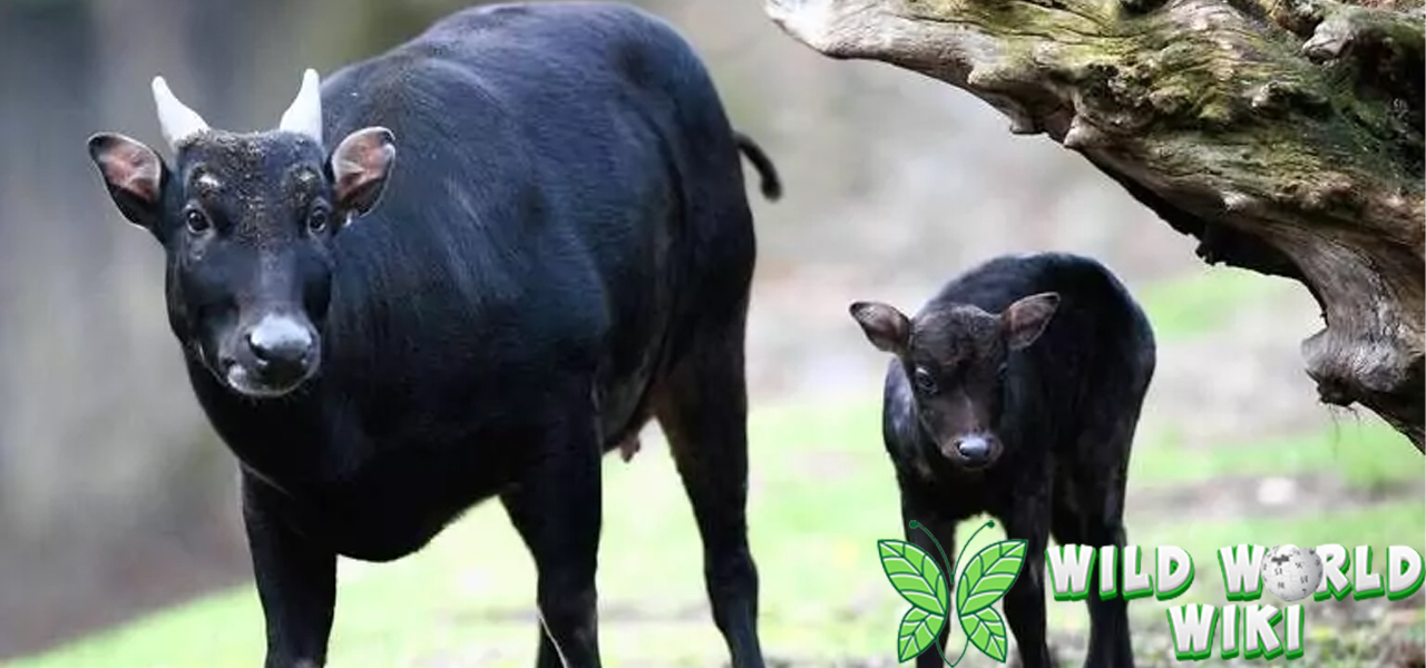 Fakta Unik Hewan Anoa yang Jarang Diketahui Manusia!