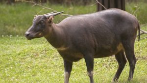 Fakta Unik Hewan Anoa yang Jarang Diketahui Manusia!