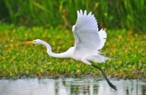Fotografi Satwa: Mengabadikan Keindahan Burung Bangau di Alam