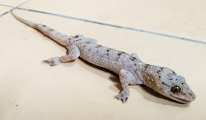 Rahasia di Balik Ekor Cicak yang Bisa Tumbuh Kembali!