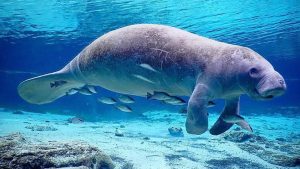 Dugong: Pesona Laut yang Tak Boleh Kita Lewatkan!