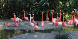 Misteri di Balik Warna Bulu Flamingo: Lebih dari Sekadar Cantik!