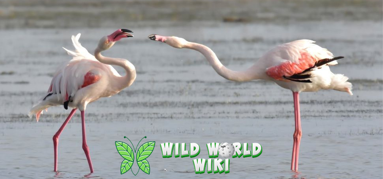Misteri di Balik Warna Bulu Flamingo: Lebih dari Sekadar Cantik!