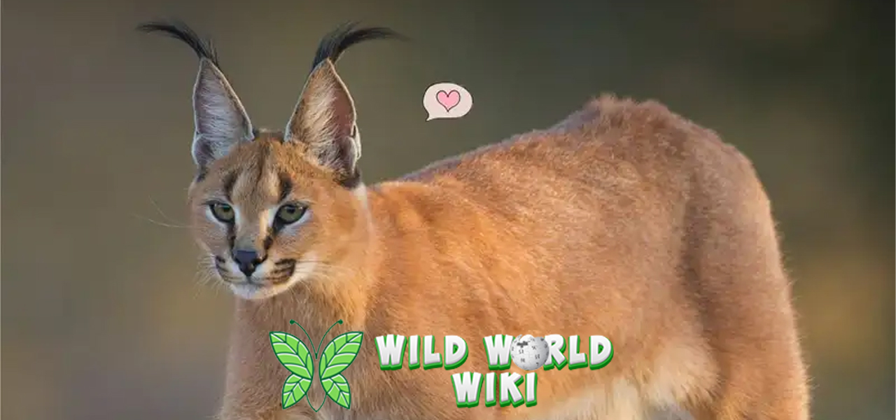 Mengenal Lebih Dekat: Karakal, Predator Cantik dari Gurun!