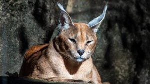 Mengenal Lebih Dekat: Karakal, Predator Cantik dari Gurun!