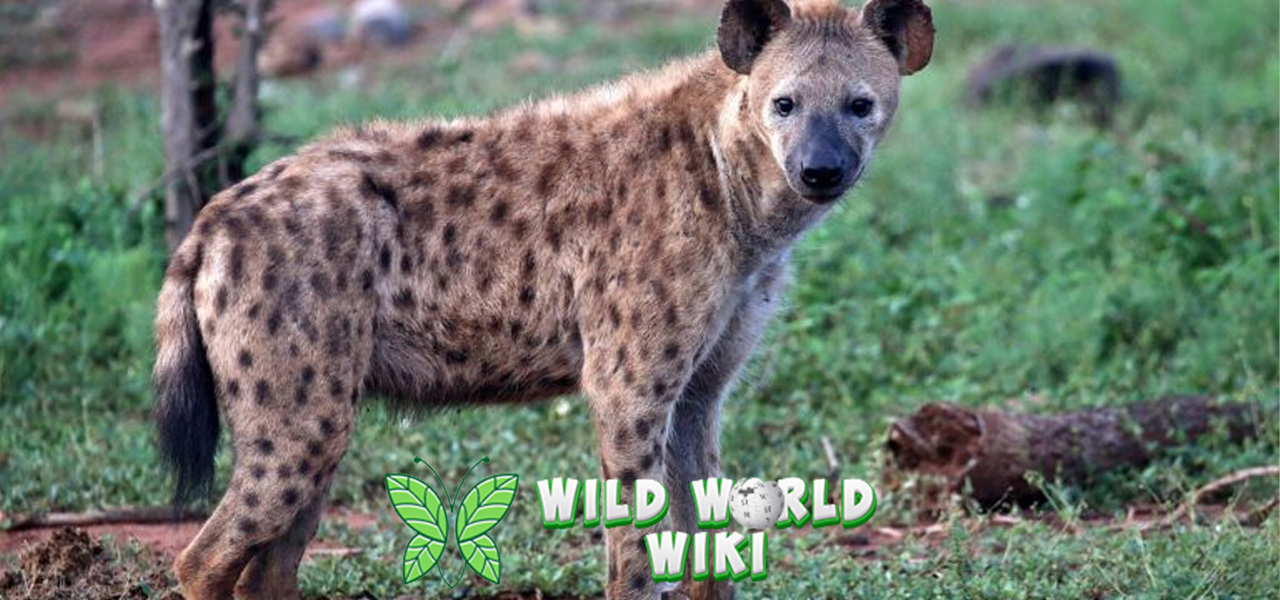 Hyena: Simfoni Malam di Afrika, Antara Tawa dan Lolongan!