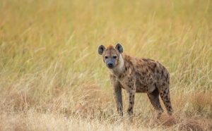 Hyena: Simfoni Malam di Afrika, Antara Tawa dan Lolongan!