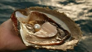 Kerang Tiram: Si Bintang Lautan dengan Segudang Fakta Menarik!