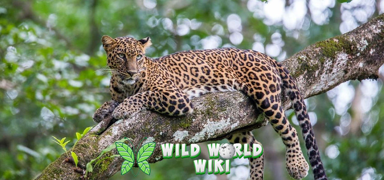 Selamatkan Sang Predator: Mari Jaga Habitat Macan Tutul!