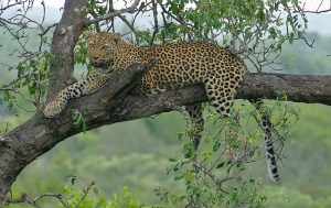 Selamatkan Sang Predator: Mari Jaga Habitat Macan Tutul!