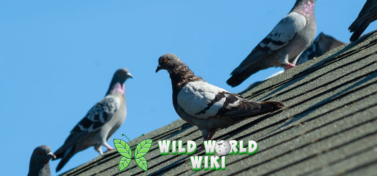 Burung Kota yang Tak Pernah Bosan: Kisah Hidup Merpati!