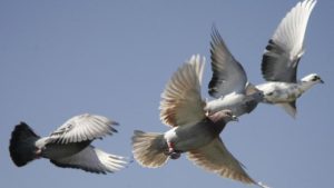 Burung Kota yang Tak Pernah Bosan: Kisah Hidup Merpati!