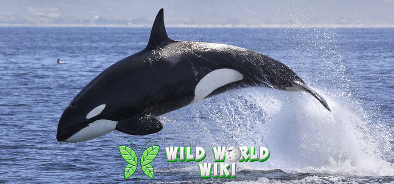 Rahasia Komunikasi Paus Orca yang Bikin Ilmuwan Tercengang!