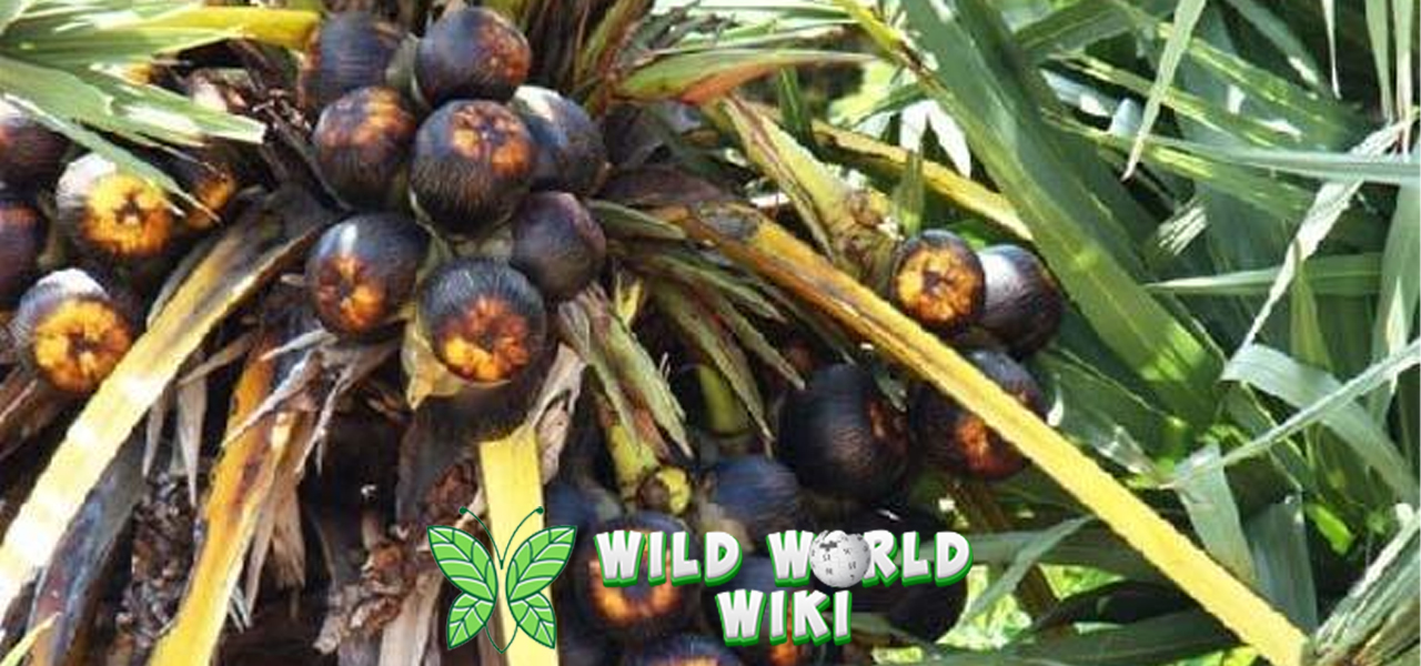 Dari Akar hingga Pucuk: Semua Bagian Pohon Lontar Bermanfaat!