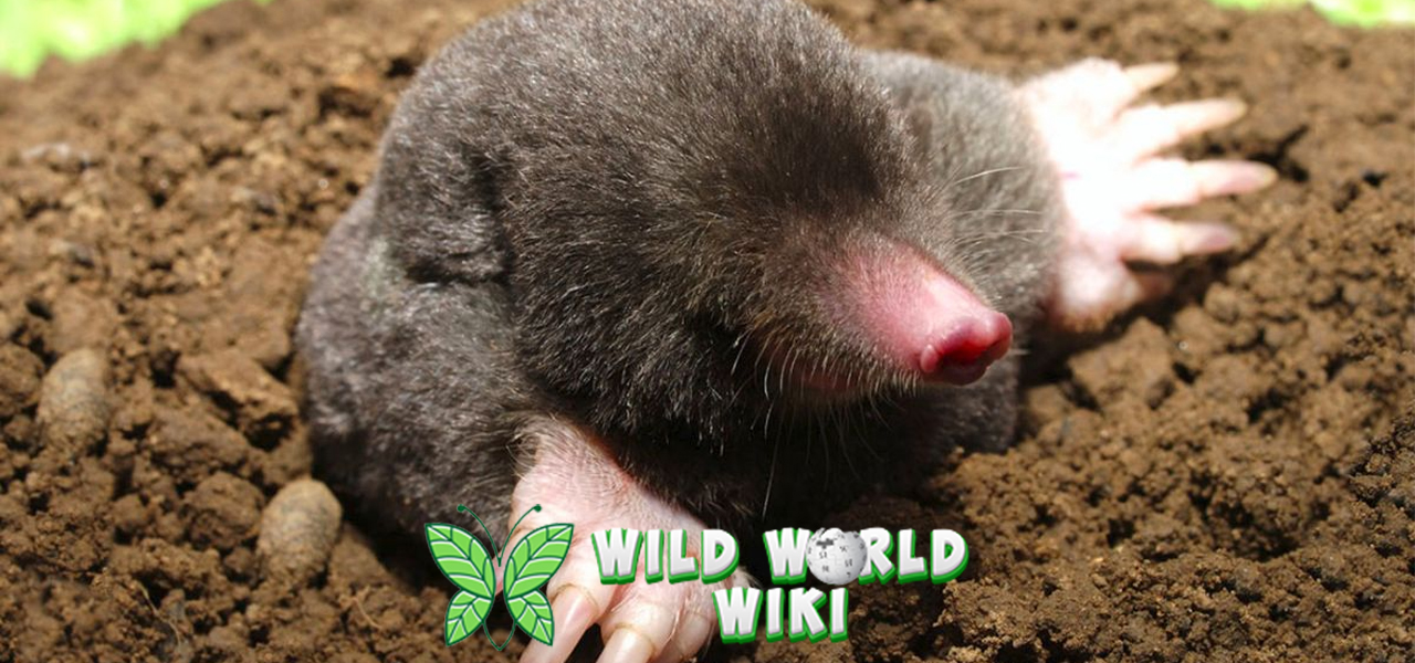 Jangan Remehkan Tikus Tanah! Ada Dunia Lain di Bawah Kaki Kita