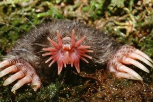 Jangan Remehkan Tikus Tanah! Ada Dunia Lain di Bawah Kaki Kita