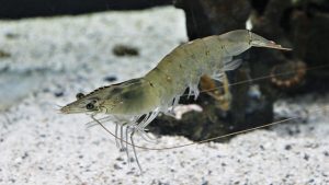 Udang: Sang Raja Laut yang Menghiasi Meja Makan Kita!