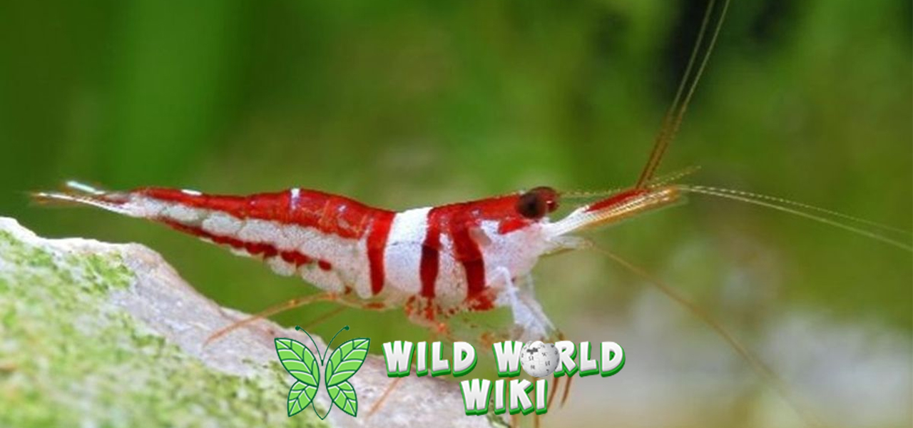 Udang: Sang Raja Laut yang Menghiasi Meja Makan Kita!