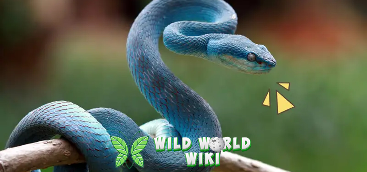 Misteri di Balik Tatapan Mematikan: Fakta Unik tentang Ular Viper!
