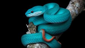 Misteri di Balik Tatapan Mematikan: Fakta Unik tentang Ular Viper!