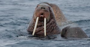 Perenang Ultralincah: Kecepatan Walrus yang Mengejutkan!