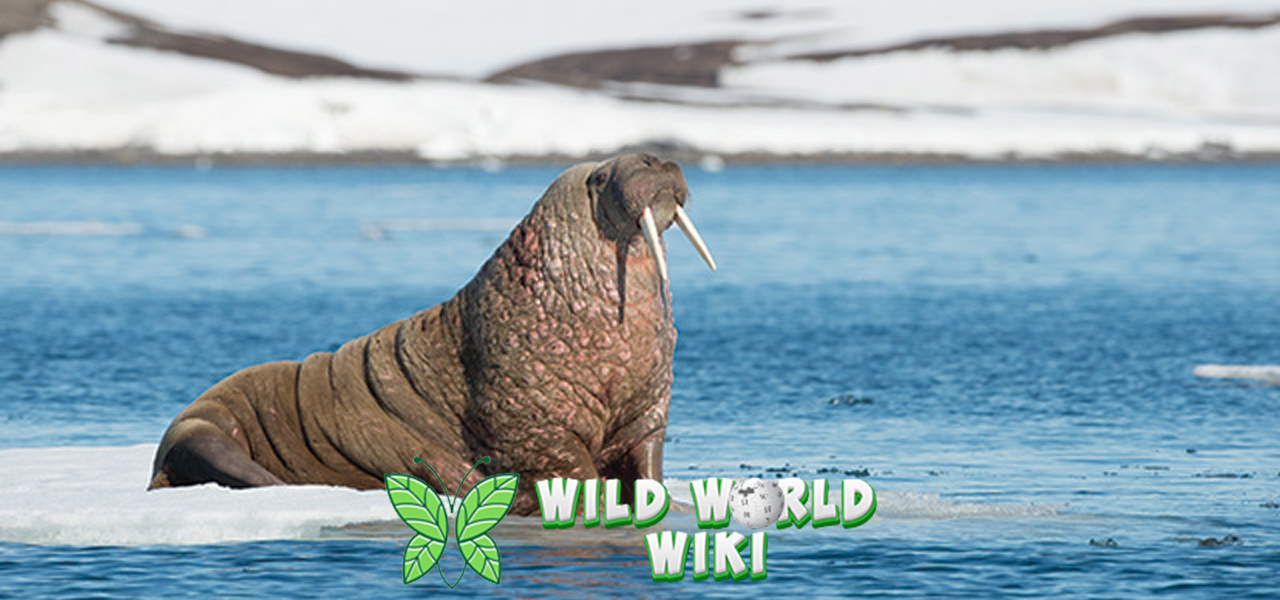 Perenang Ultralincah: Kecepatan Walrus yang Mengejutkan!