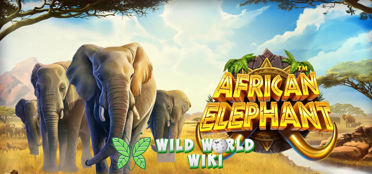 African Elephant: Petualangan Liar Mencari Harta Karun Gajah!