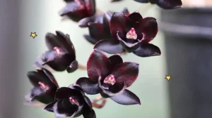 Menelisik Anggrek Hitam, Flora Unik yang Penuh Daya Tarik!