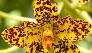 Anggrek Tebu: Menyelami Pesona Flora dengan Sentuhan Eksotis!