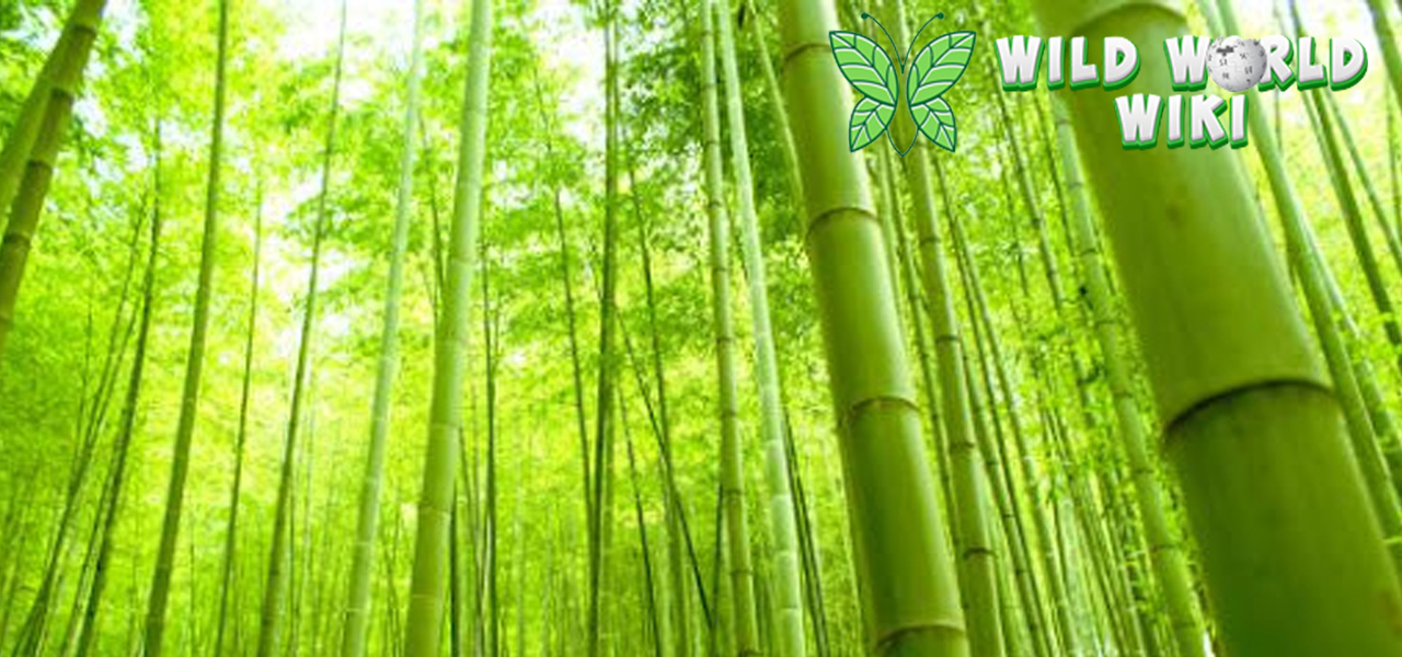 Bambu Manggong: Permata Hijau Nusantara yang Memukau!