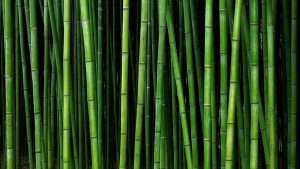 Bambu Manggong: Permata Hijau Nusantara yang Memukau!
