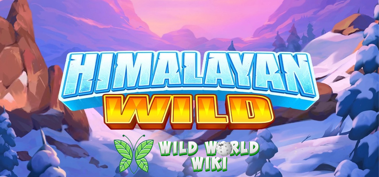 Slot Himalayan Wild: Menembus Badai Salju Demi Harta Karun!